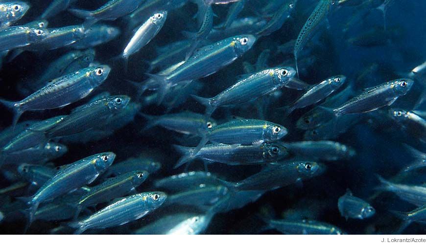 April 2021  Aprilmötet inställt på grund av Corona pandemin!